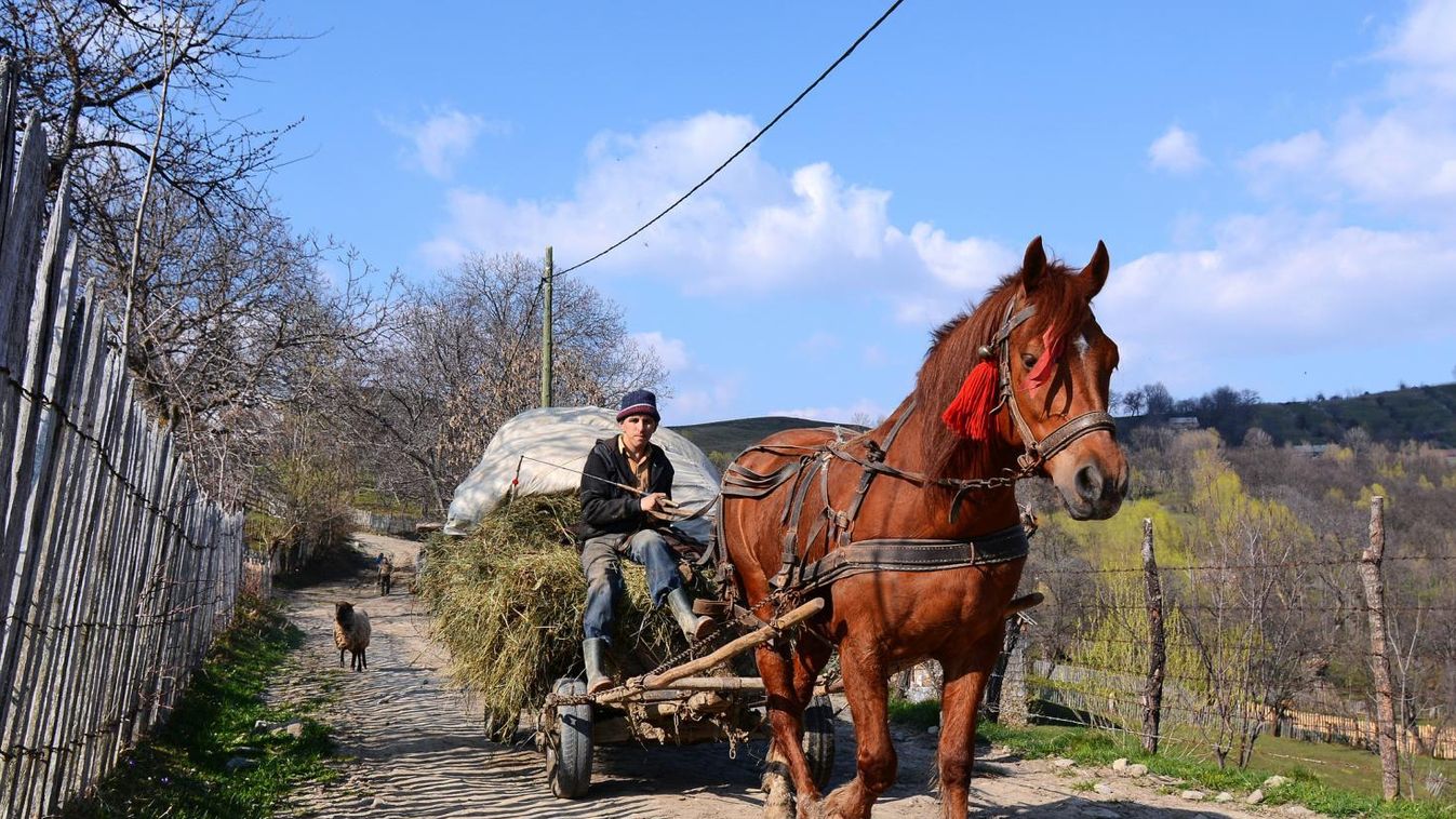 Eltiltották a vezetéstől, mégis lovasfogatot hajtott