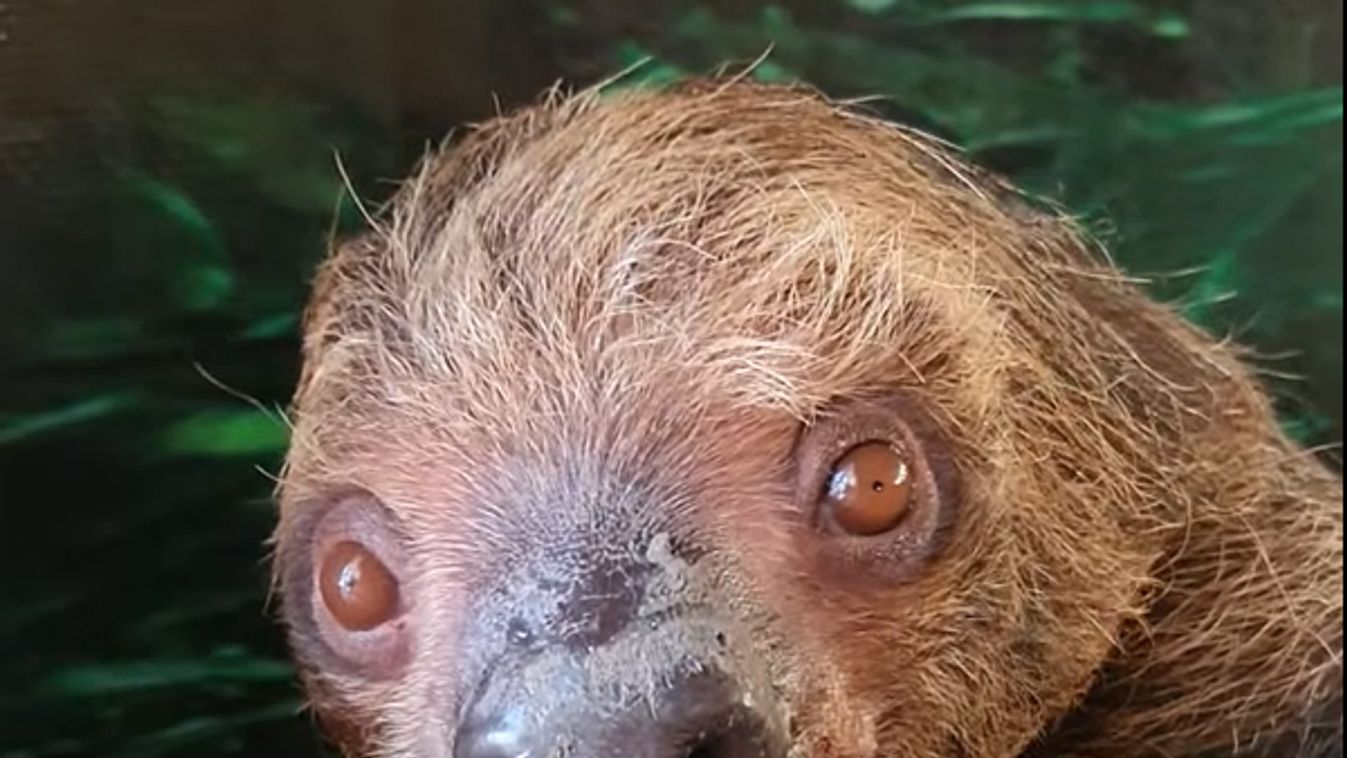 Videó: Elolvadsz, olyan cuki ez a lajhár a Nyíregyházi Állatparkban!