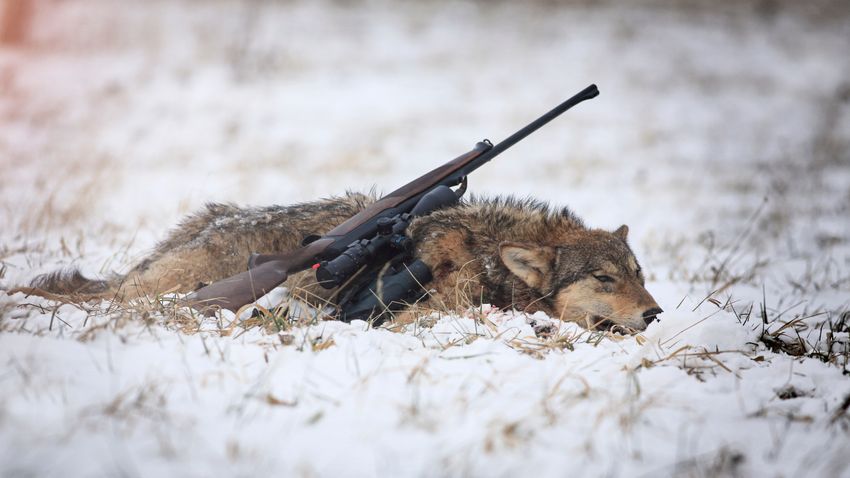 Nem mindennapi vadászzsákmány: farkast lőttek megyénkben