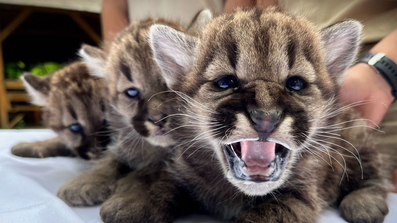 Puma hármasikrek születtek (képek és videó)