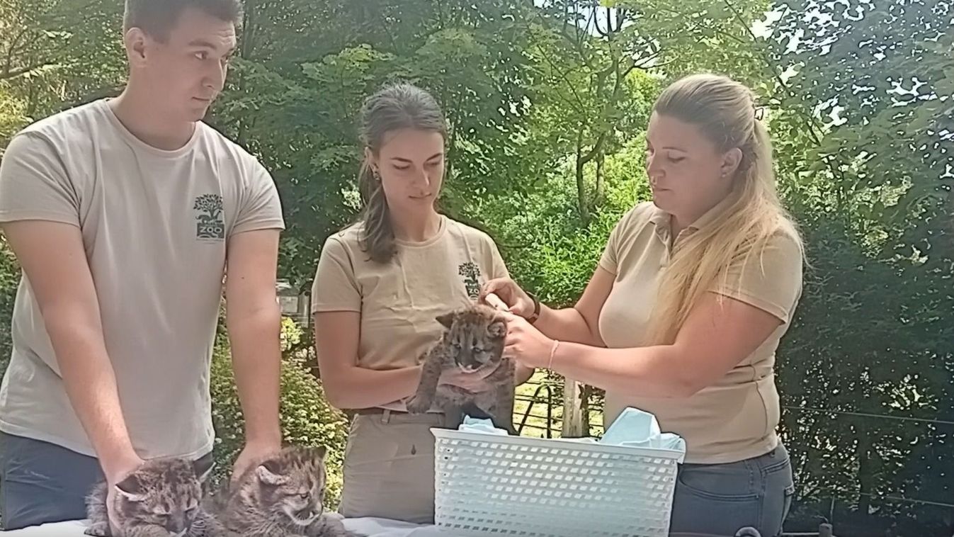 Orvosi vizsgálaton estek át a hármas pumaikrek