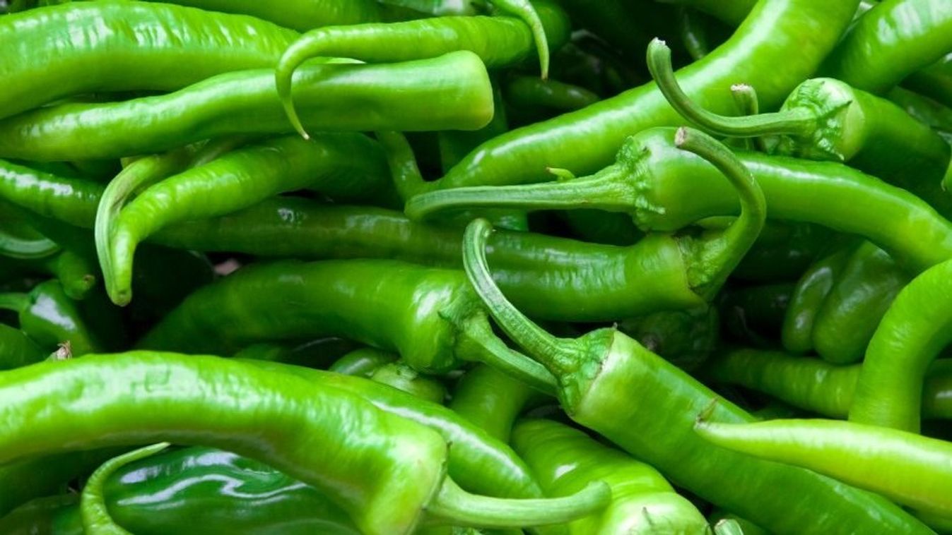 Mutatjuk, hogyan teljesítettek a hegyes-erős paprika vetőmagok a Nébih tesztjén (videó)