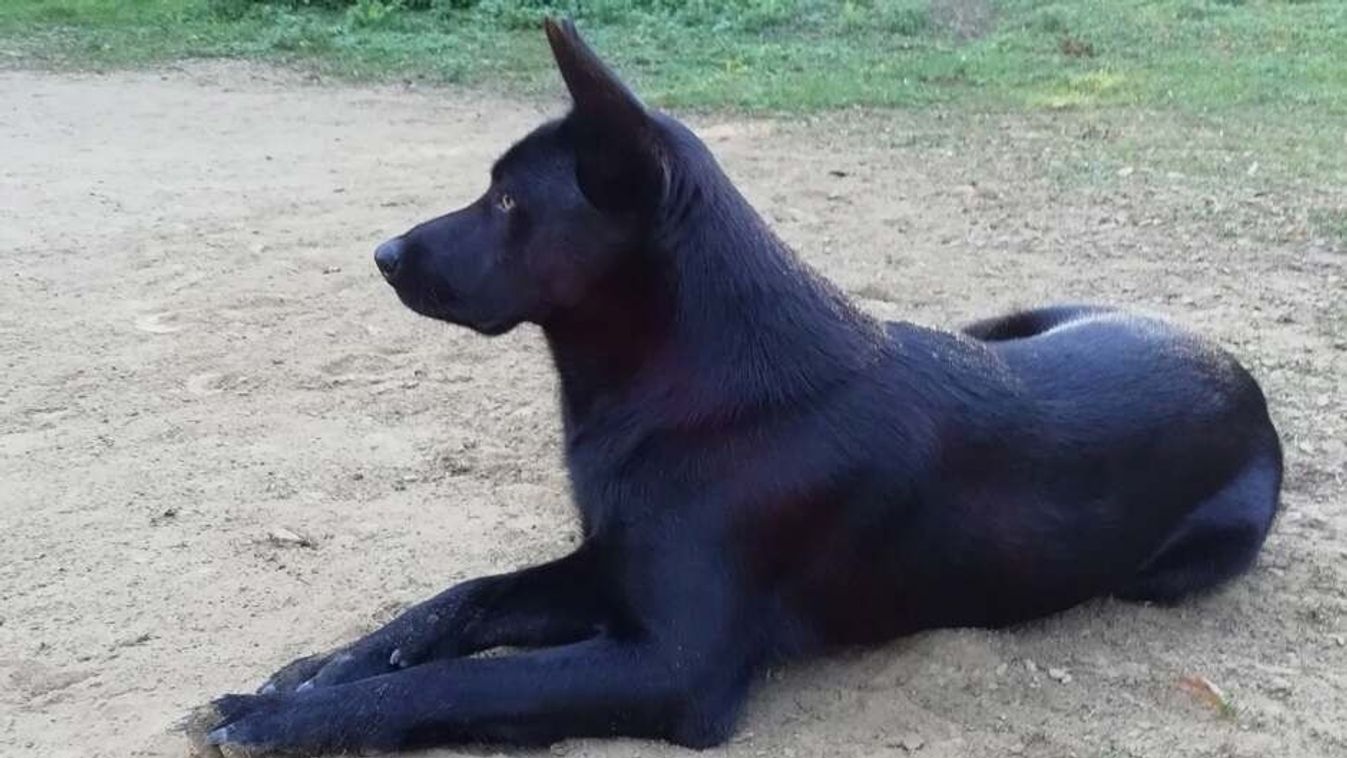 Újabb kutya került a magyar nemzeti kutyafajták közé
