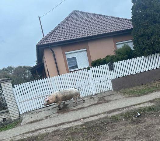 Egy disznó szaladgált Mátészalka utcáján