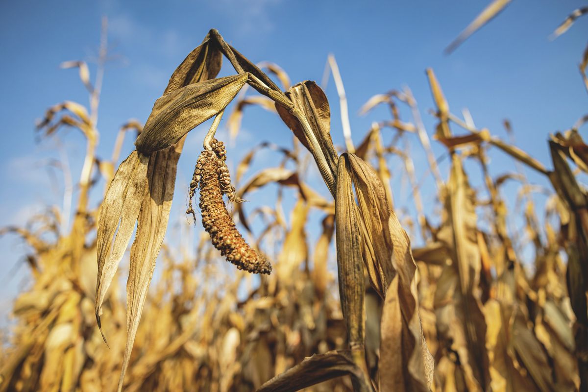 Papp Zsolt György, Nemzeti Agrárgazdasági Kamara, NAK, agrárfórum, pályázat, agrárium