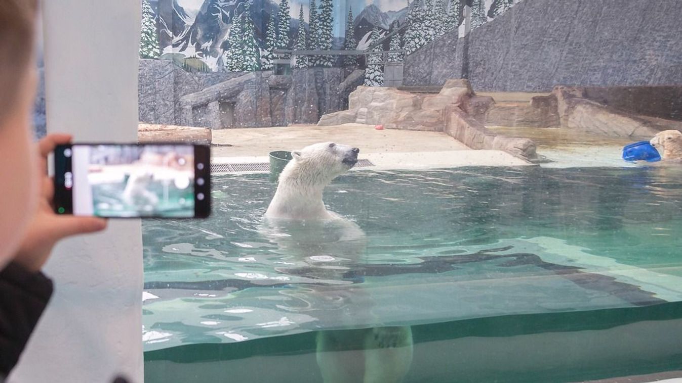 Világszenzáció lett pár nap alatt a Nyíregyházi Állatpark különleges maci-híradója