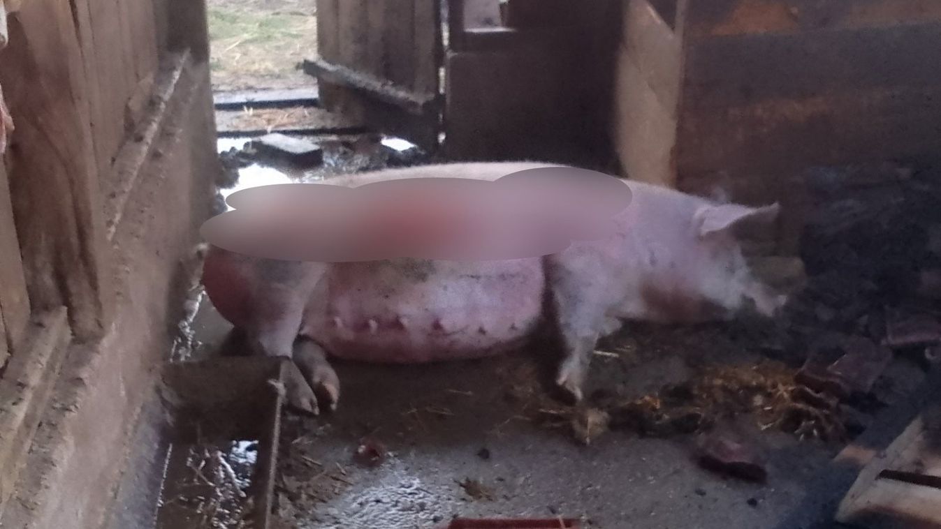 Megégett arcú gyújtogatót keresnek – már másodszor lángolt a szamosszegi sertéstelep