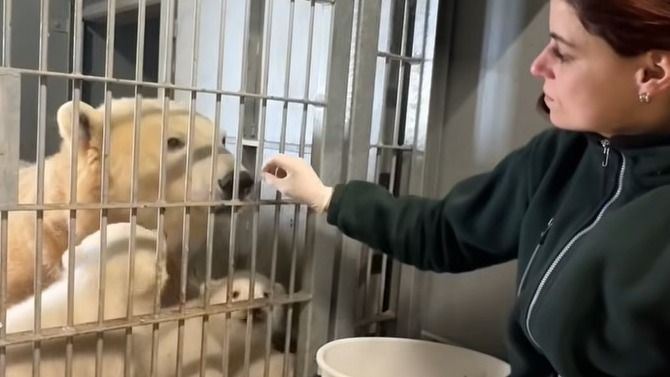 A Nyíregyházi Állatpark jegesmedvéi