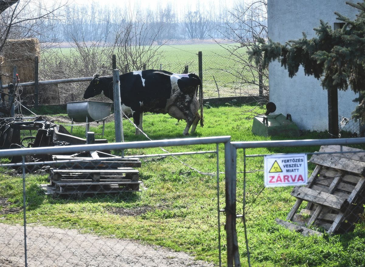 ragadós száj- és körömfájás, fertőzés, vírus, Kisbajcs, vármegyei főállatorvos