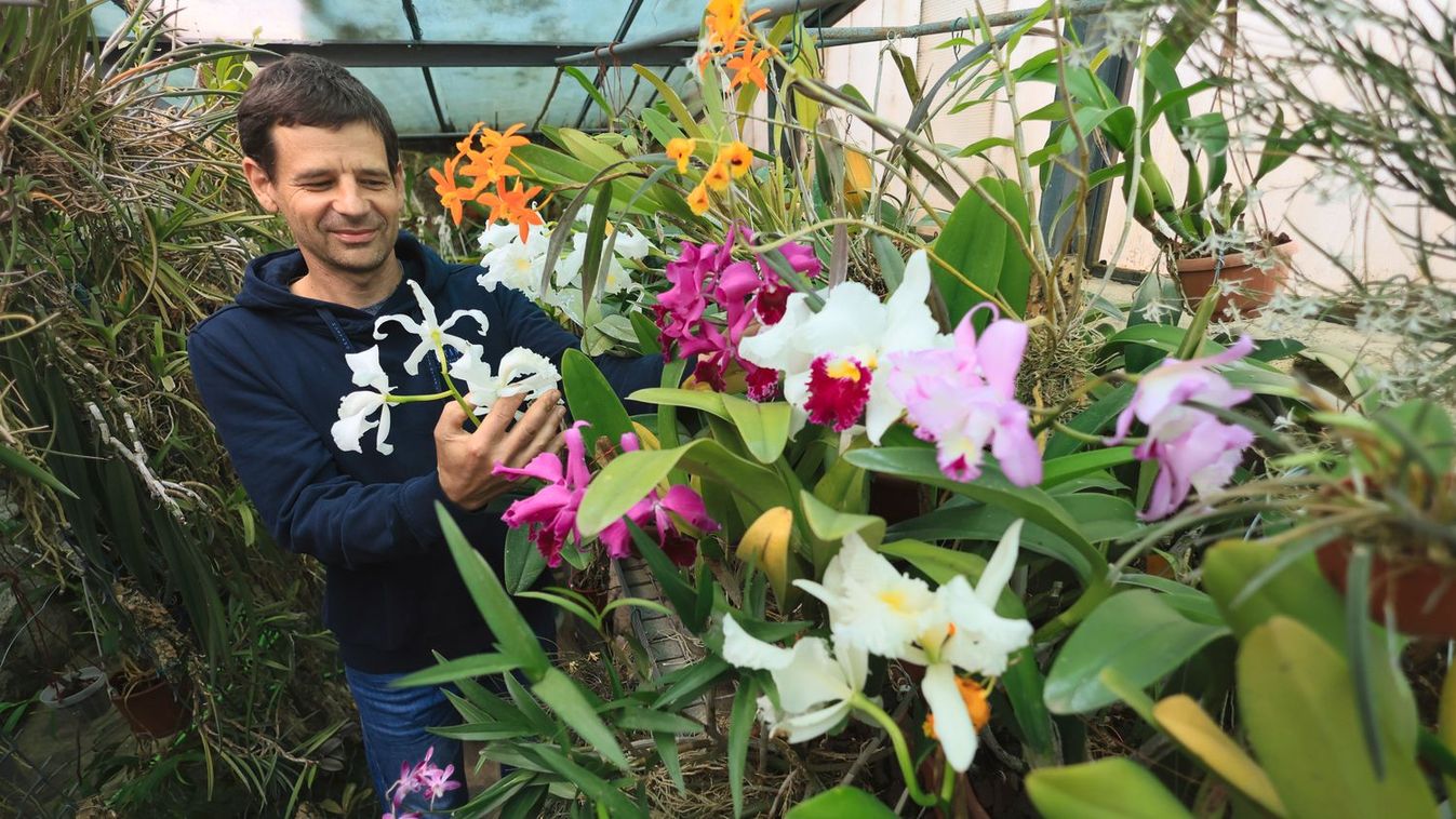 Szirmokba zárt szenvedély – a nagykállói Jónás Sándor több mint 40 éve gyűjt orchideákat (fotók, videó)