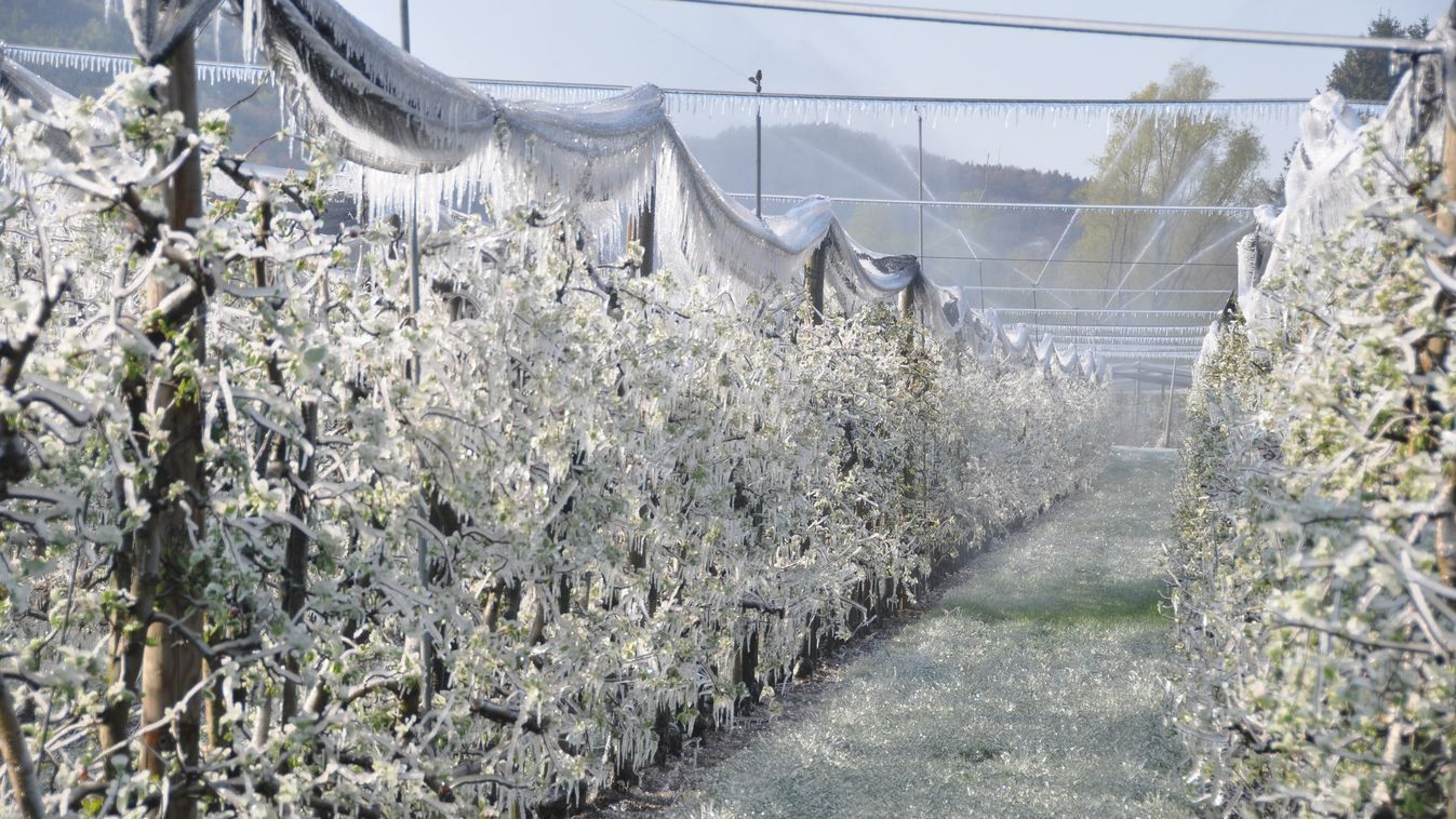 Oda a szabolcsi pálinkának? Télies idővel riogatnak, így védekezhetnek a gazdák a fagy ellen