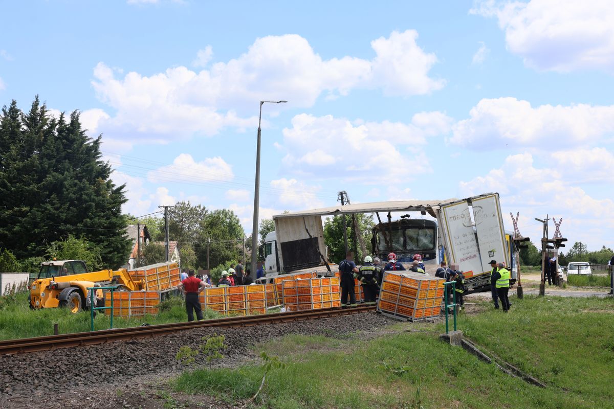 baleset, élőállat, vonat