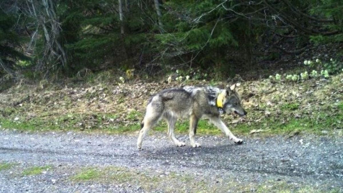 Fordulat a jeladós farkas ügyében: megdöbbentő új sztorival állt elő a nyíregyházi vadász – videóval