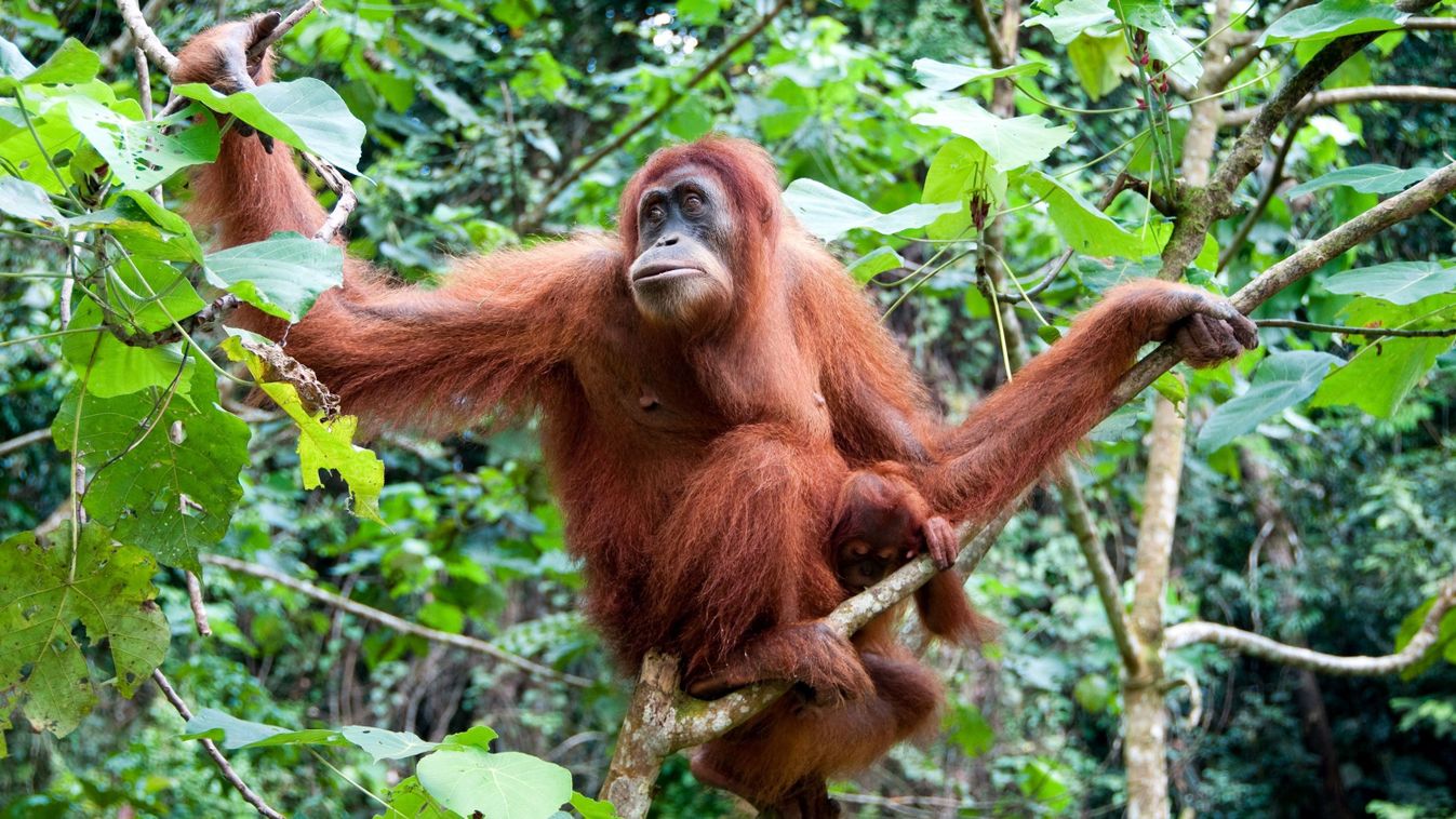 Elszabadultak az orangutánok, evakuálták az állatkert látogatóit