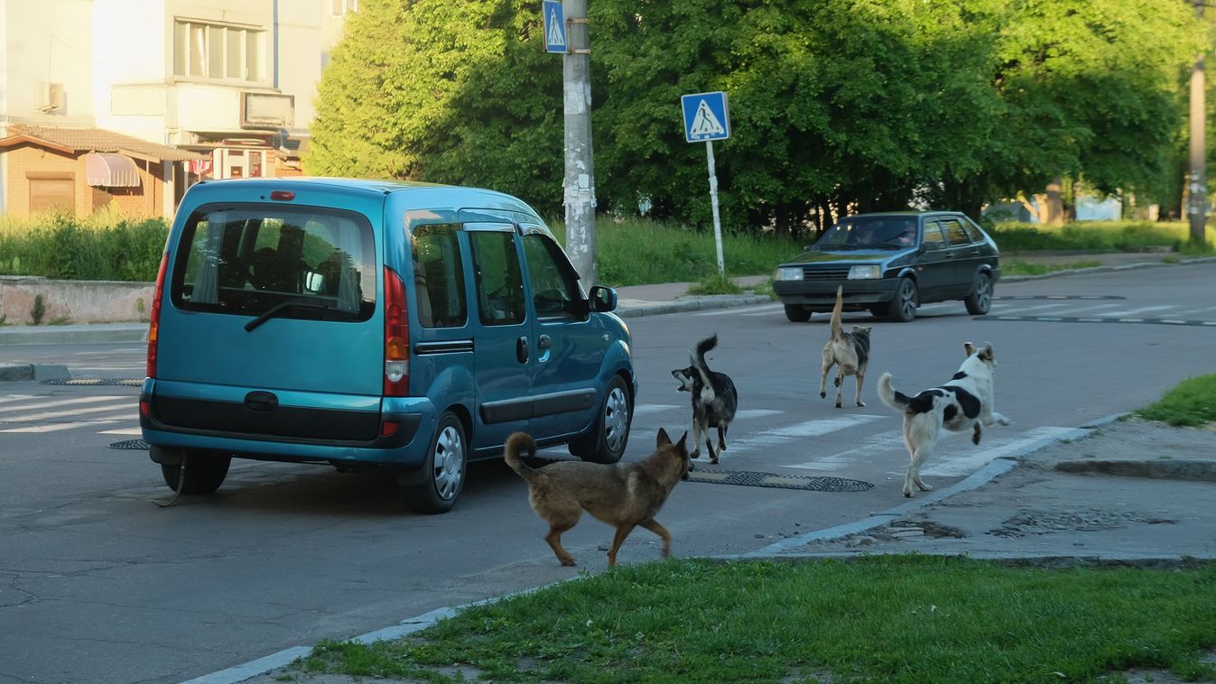 Egyre jobban félnek ezeken a szakaszon Szabolcsban! Pofátlan autósok és harci kutyák tartják rettegésben az erre közlekedőket