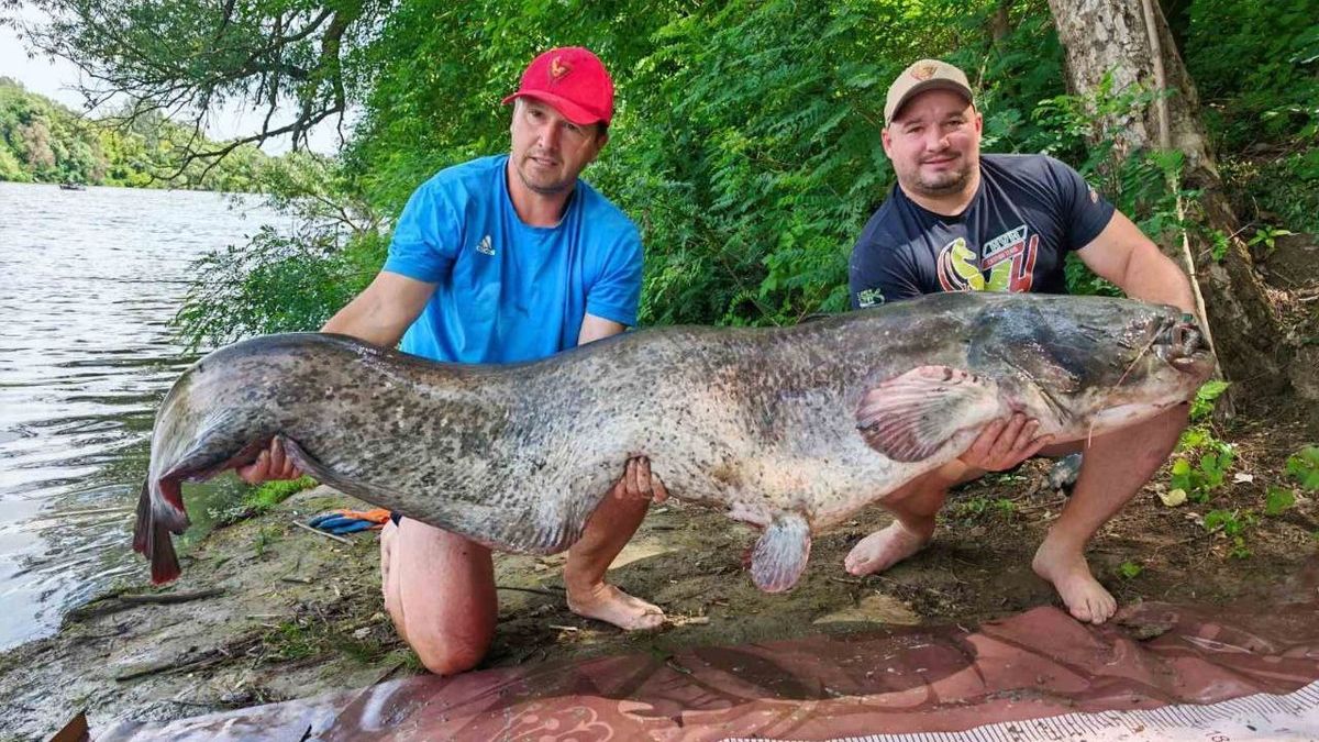 Küzdelem a Tisza szörnyeivel, Vass István Miklós, Rakamaz, Tokaj, kapitális, hidegfront, Tisza, Szabolcs-Szatmár-Bereg, hazai, külföldi, Hegyalja Harcsafogó Kupa
