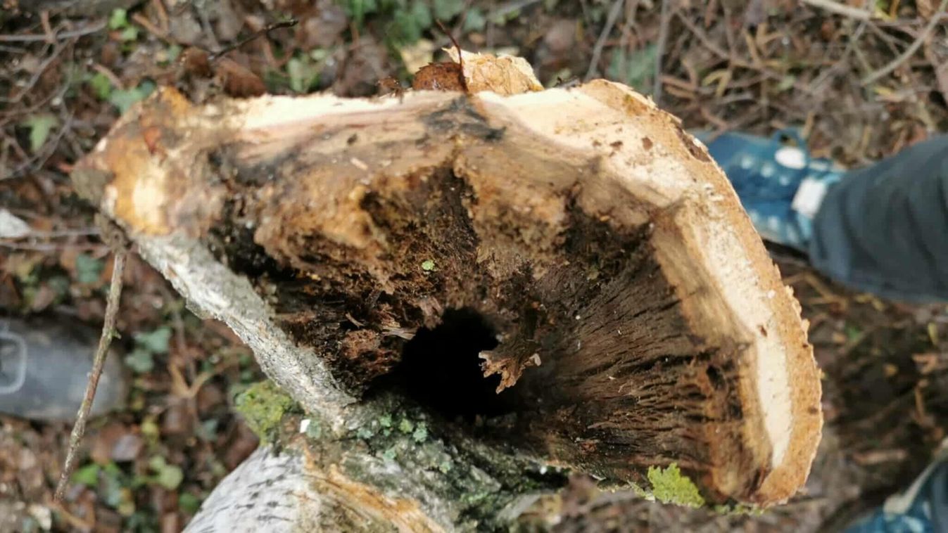 Balesetveszélyes fákat távolítanak el a városban Kép